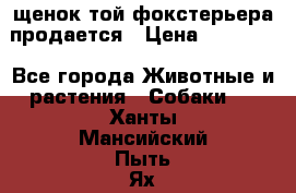 щенок той-фокстерьера продается › Цена ­ 25 000 - Все города Животные и растения » Собаки   . Ханты-Мансийский,Пыть-Ях г.